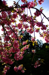 八重桜２