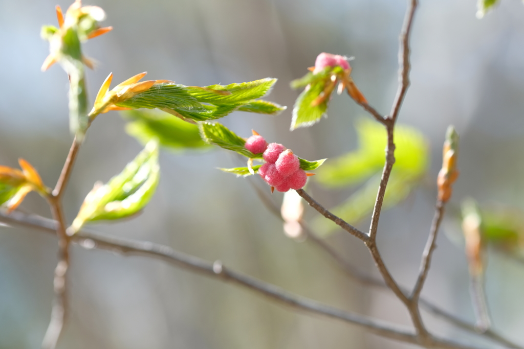 高原の芽吹き6
