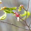 高原の芽吹き6