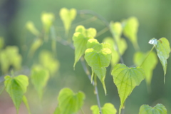 つる草の葉