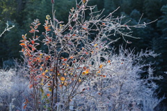 霜の朝の色彩3