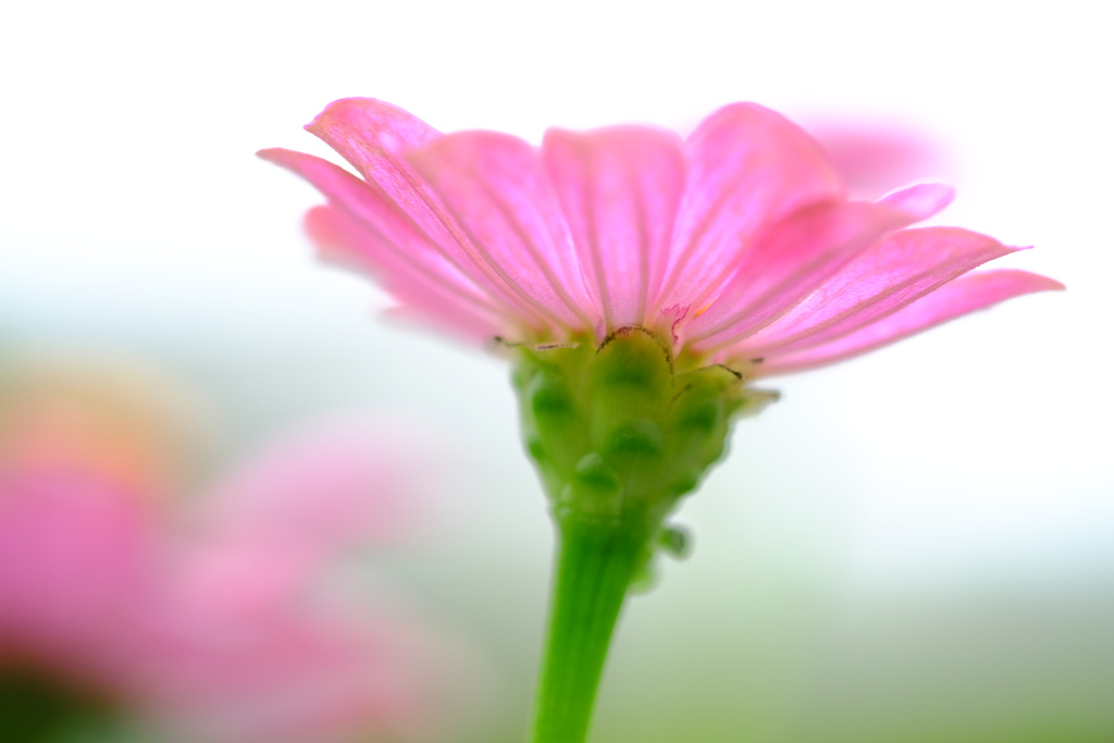 庭の百日草　その５