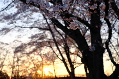 夕暮れ桜2