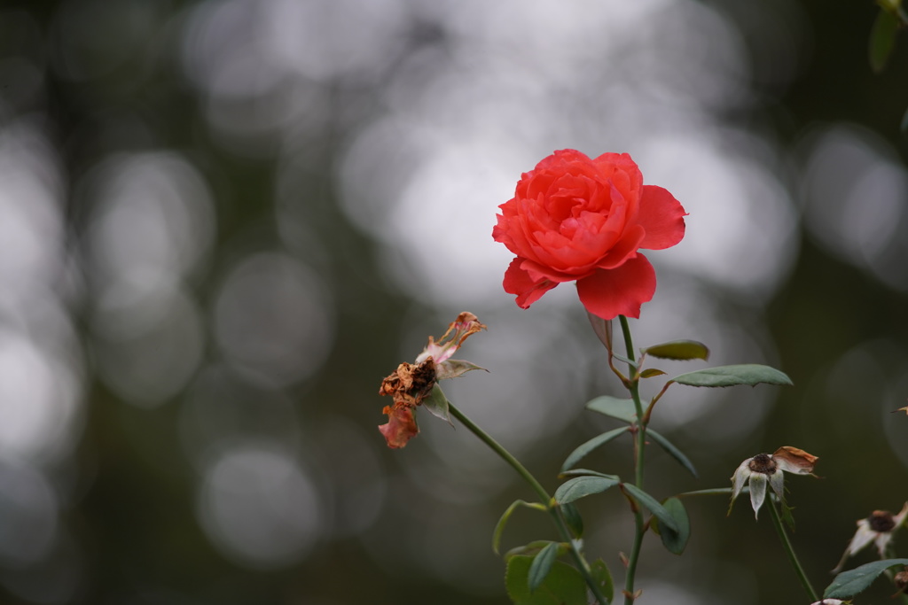 バラの花