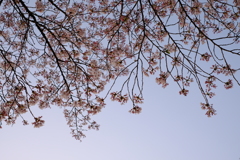 見上げた桜