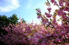 八重桜がいっぱい