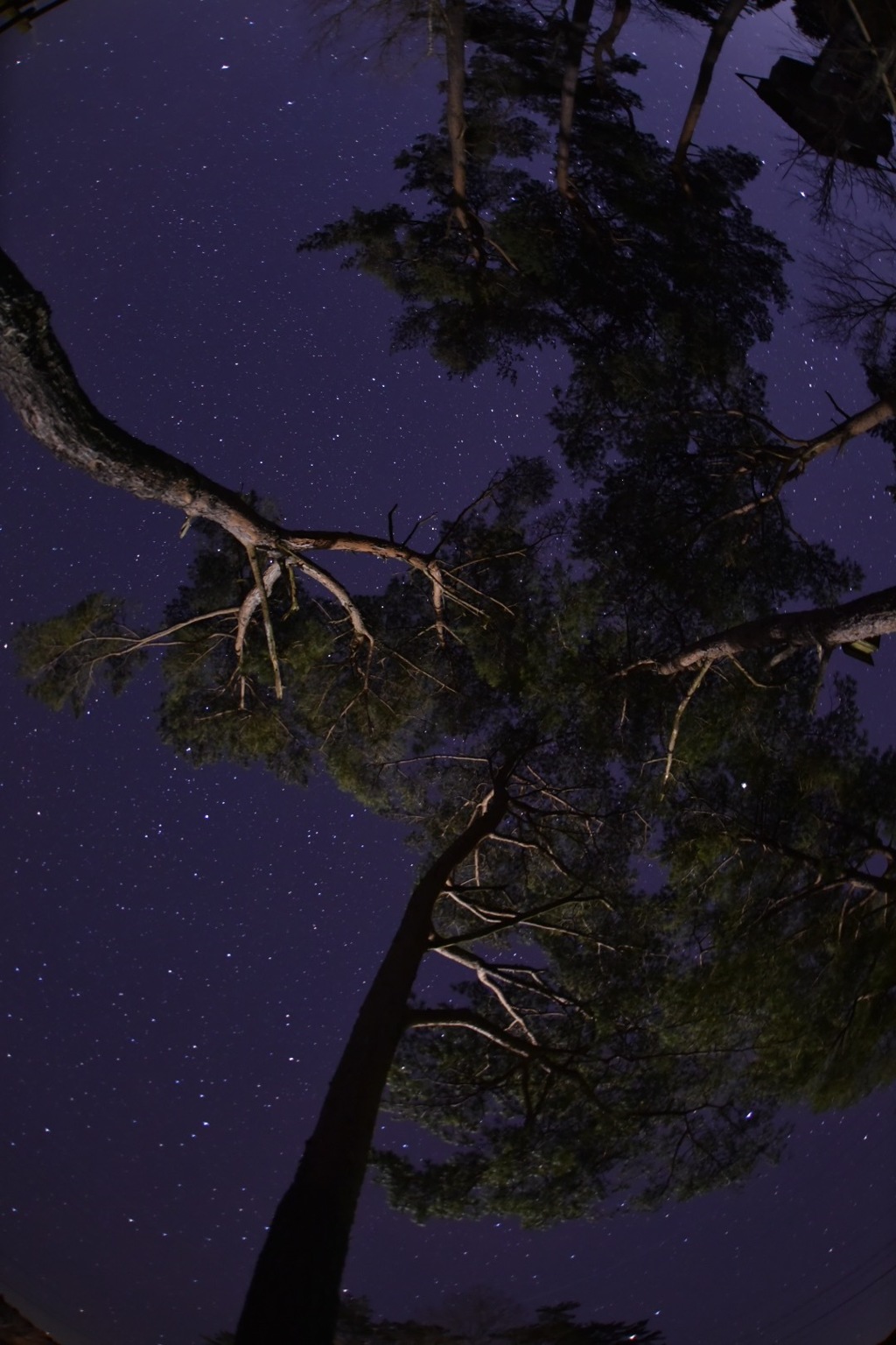 見上げてごらん