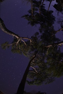 見上げてごらん