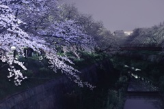 明桜暗桜