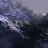 明桜暗桜