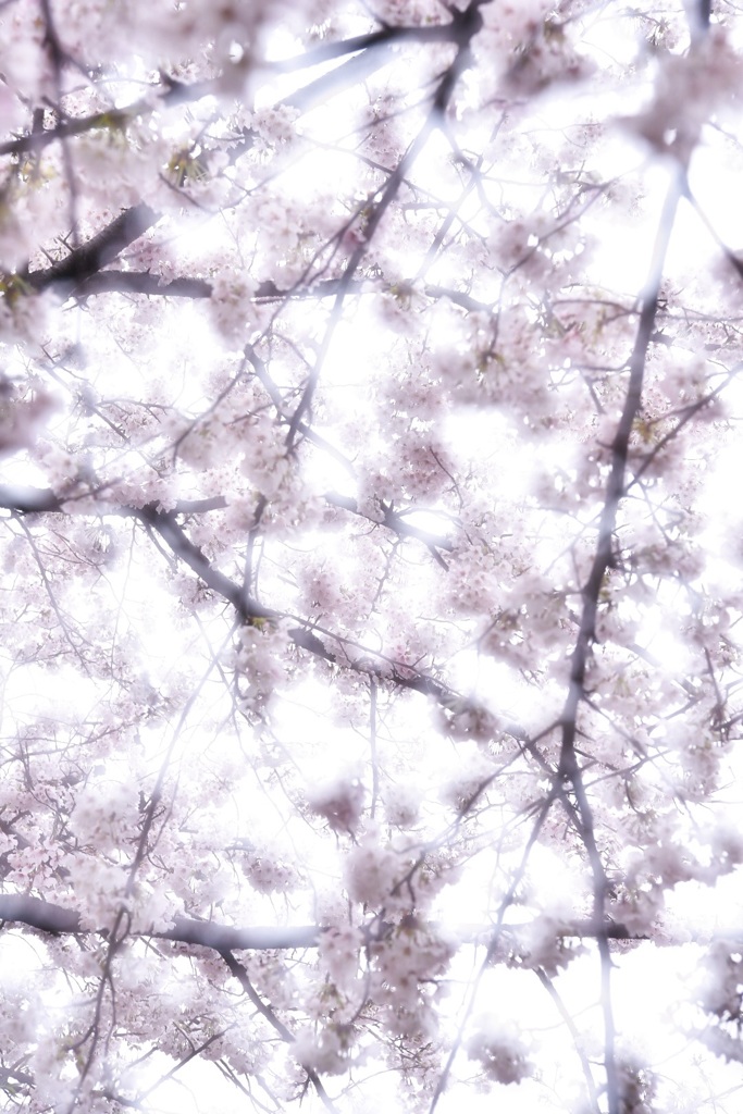 花曇りからの雨