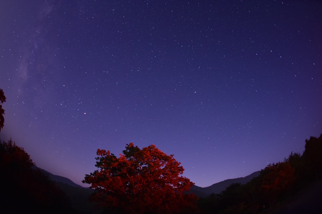 夜の一瞬の紅葉