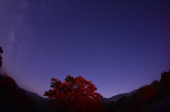 夜の一瞬の紅葉