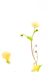 高嶺の花