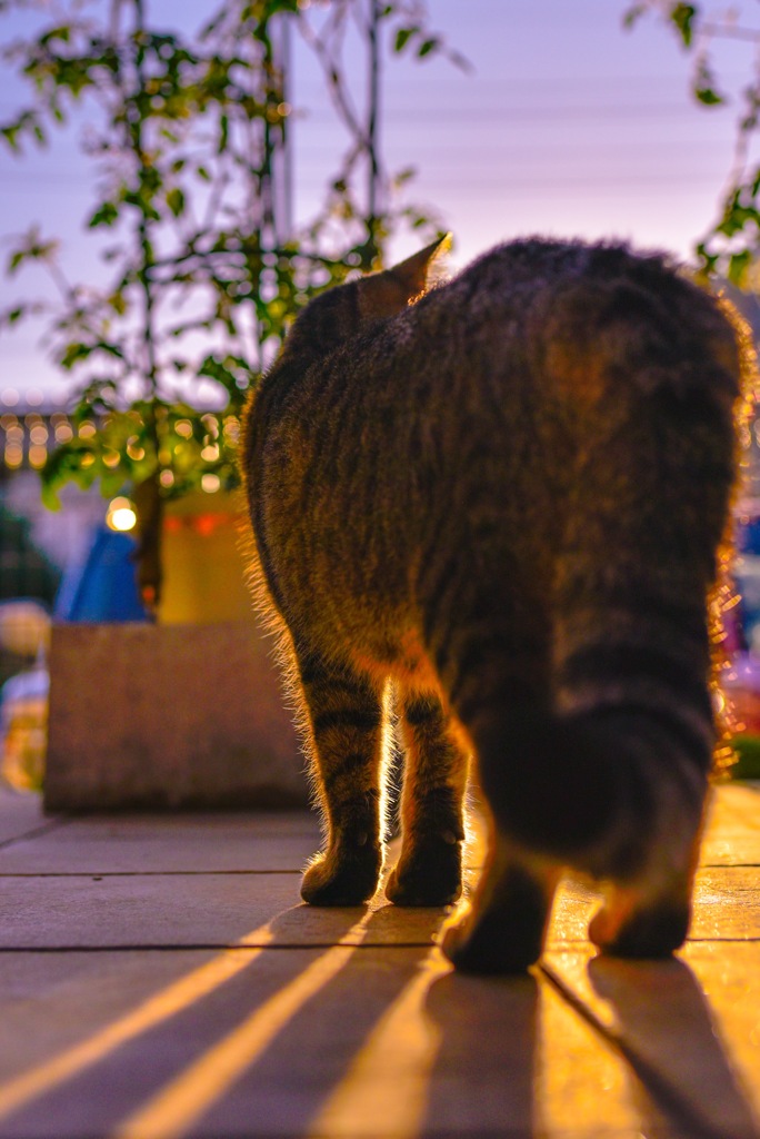 懐く野良猫