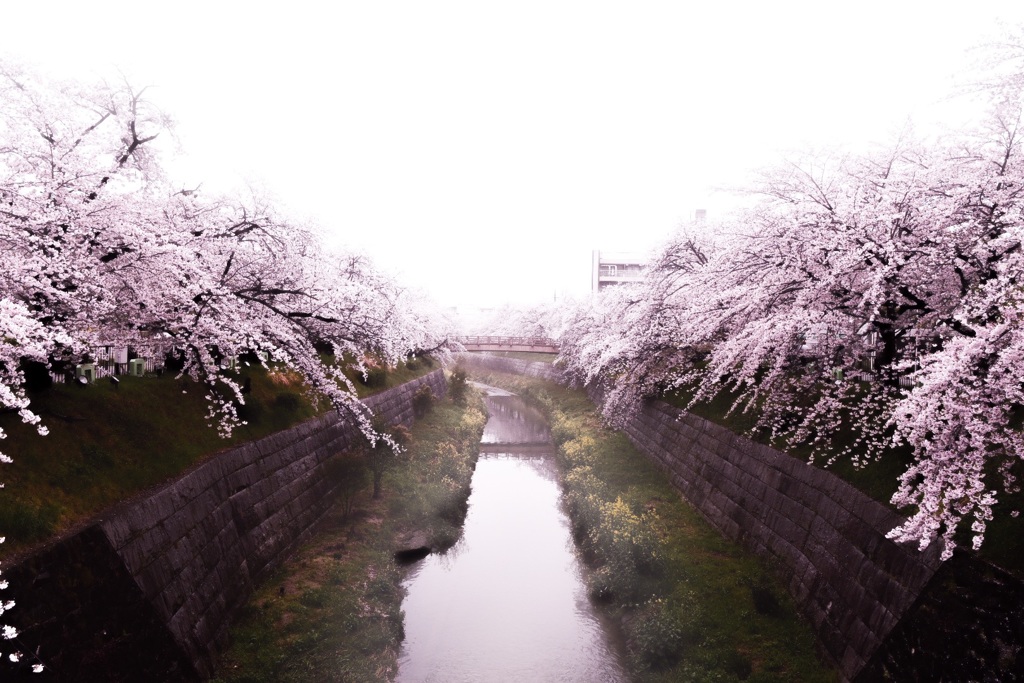 山崎川