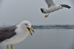 カモメ