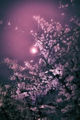 誘惑桜