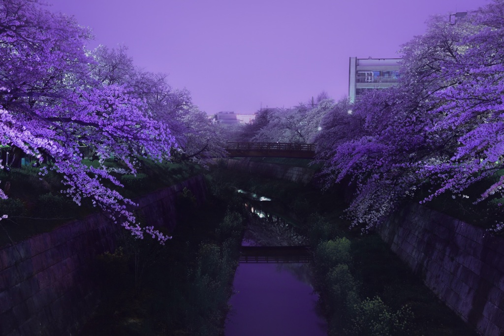 夜桜