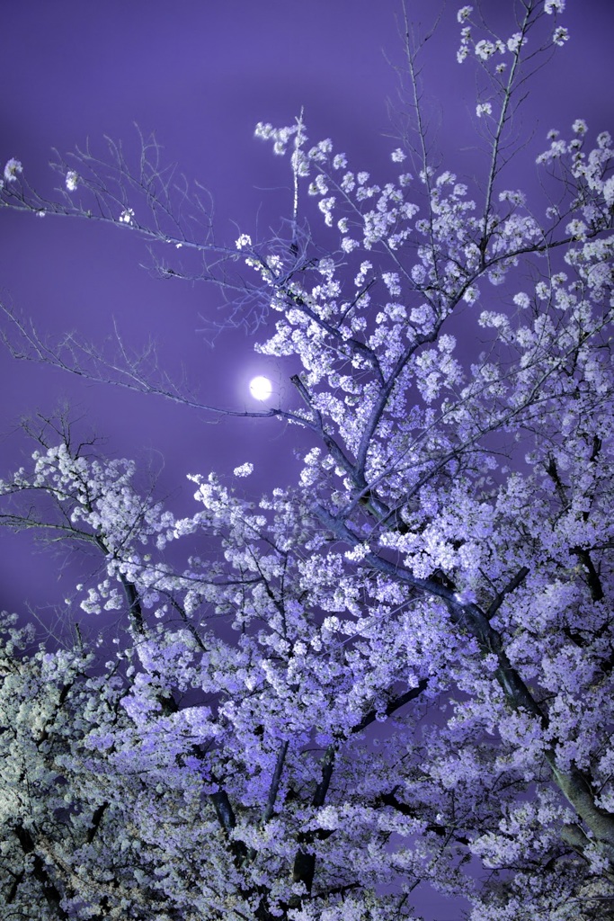夜桜