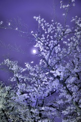 夜桜