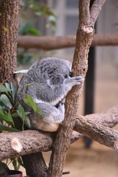 フラれました………………