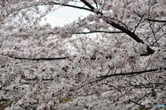 尼崎市塚口「つかしん」の桜並木2016