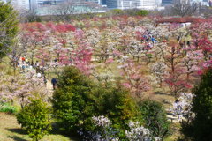 大阪城公園の梅林