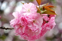 大阪造幣局の桜-2016