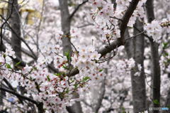 尼崎市塚口「つかしん」の桜並木2016