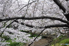 尼崎市塚口「つかしん」の桜並木2016