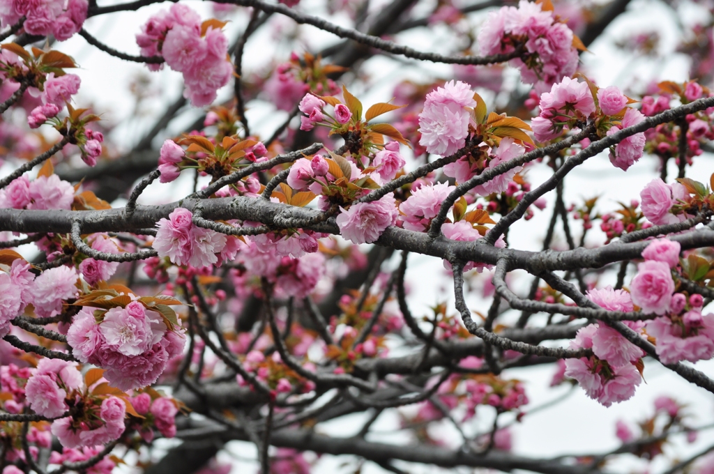 大阪造幣局の桜-2016