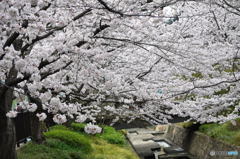 尼崎市塚口「つかしん」の桜並木2016