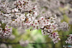 尼崎市塚口「つかしん」の桜並木2016