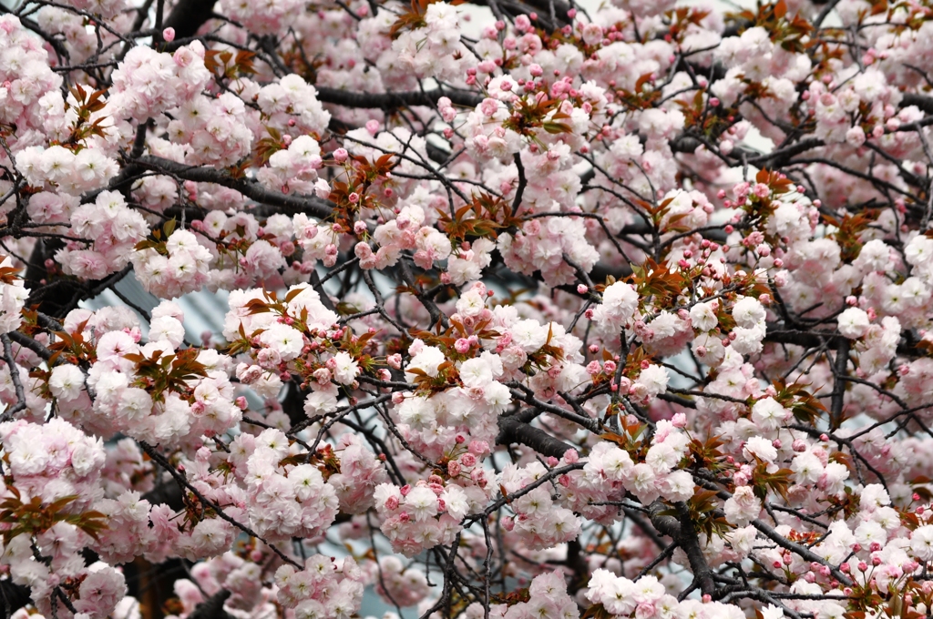 大阪造幣局の桜-2016