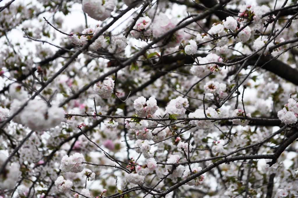 大阪造幣局の桜-2016