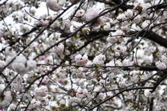 大阪造幣局の桜-2016