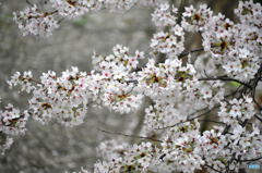 尼崎市塚口「つかしん」の桜並木2016