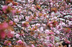 大阪造幣局の桜-2016