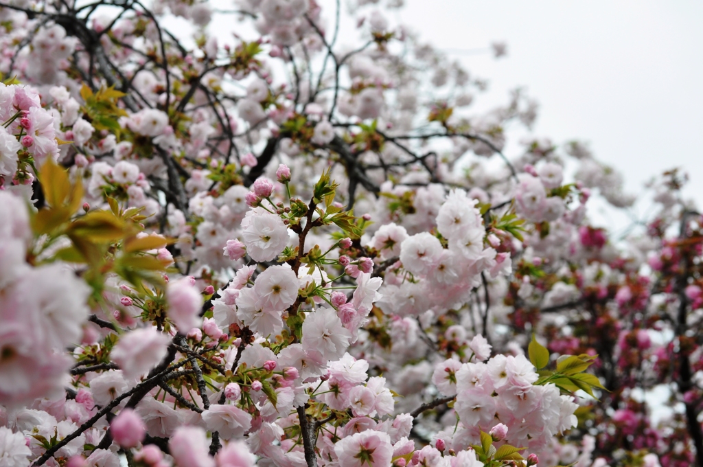 大阪造幣局の桜-2016