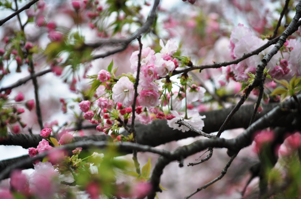 大阪造幣局の桜-2016