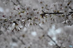 尼崎市塚口「つかしん」の桜並木2016