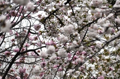 大阪造幣局の桜-2016