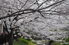 尼崎市塚口「つかしん」の桜並木2016