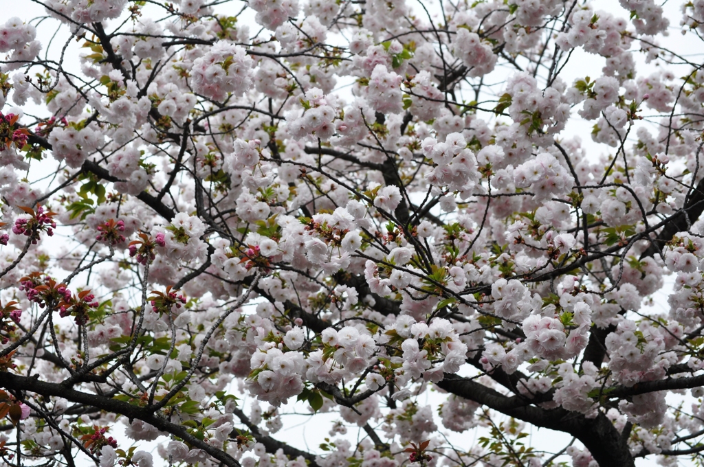 大阪造幣局の桜-2016