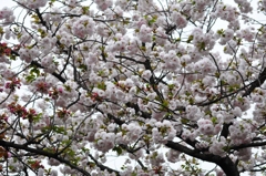 大阪造幣局の桜-2016