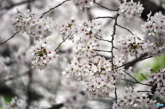 尼崎市塚口「つかしん」の桜並木2016