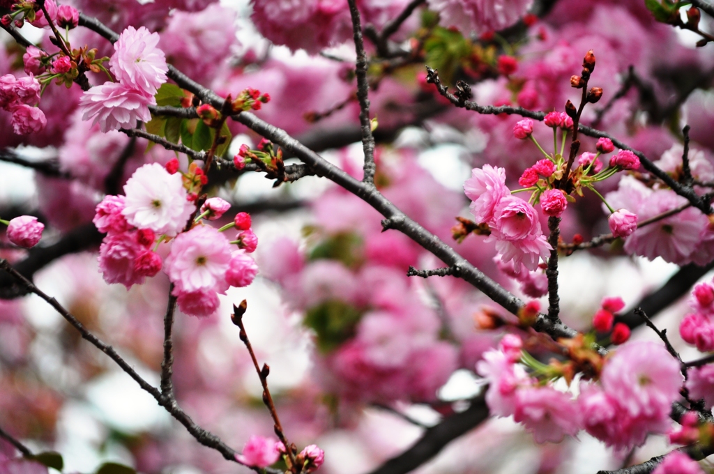 大阪造幣局の桜-2016