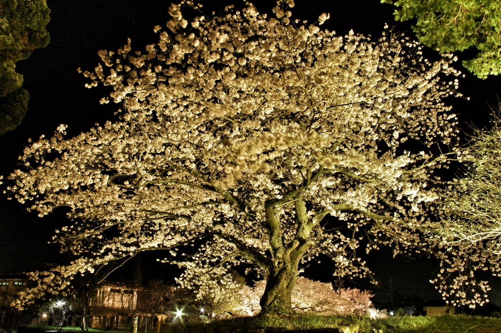 夜桜