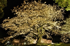夜桜